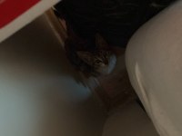 Depremde buldum çok korkuyor eve getirdim ama durumum yok