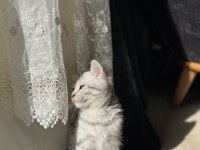 British shorthair erkek 5 aylık kedim