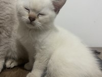 BRİTİSH LYNX POİNT ERKEK KEDİM