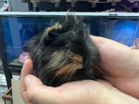 Guinea pig yavrularımız adrese teslim