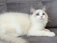 4.5 aylık şecereli show kalite ragdoll yavrusu