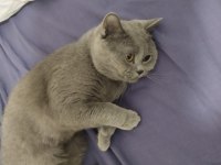 Erkek British Shorthair Kısırlaştırılmadı 1 Yaşında