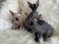 Sphynx sfenks tüysüz dişi erkek yavruları