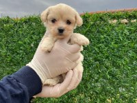 Sağlık Garantili Maltipoo Yavrular