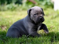 BLUE CANE CORSO YAVRULARI