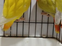 Yavru garantili hazır takım sevda papağanı opaline çift