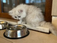 Çok tatlı, safkan british longhair erkek yavru