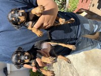 Doberman bebekler