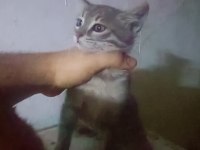 Sokak kedisi ve 4 yavrusunu sahiplendirmek istiyorum