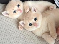 Golden British Shorthair Safkan