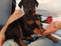 DOBERMAN YAVRULARIMIZ