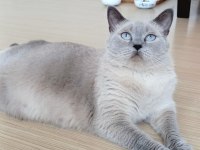 British shorthair dişi
