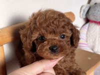 Kore Kan Toy Poodle