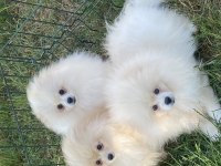 Pomeranian boo ayı surat bebekler