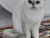 Champyon aileden yetişkin kediler