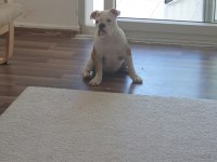Safkan İngiliz Bulldog