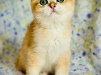British shorthair ve longhair safkan yavrular