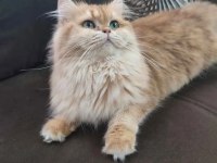 Şampiyon Dişi British Longhair