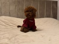 Kore poodle 5 aylık dişi