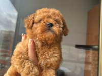 Poodle yavrum