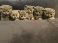 3 Scottish Fold 3 British Shorthair