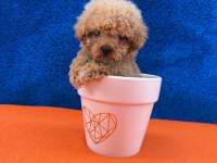 Show kalite kg boy garantili poodle