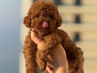KORE KAN TOY POODLE BEBEKLERİMİZ MEVCUT