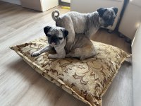Pug Kızlar