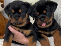 Rottweiler Yavrularımız