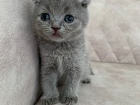 Ayı surat top kafa sıfır kulak ERKEK scottish fold