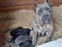 Cane Corso 2 Yaşında