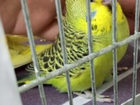 yavru yeni düşmüş Jumbo erkek muhabbet kuşu