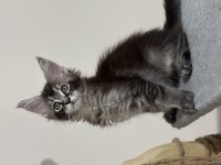 Maine Coon Güzel Kızımız