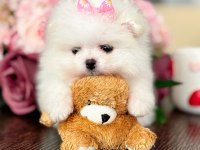 MİNİ BOY PRENSES POMERANİAN BOO