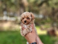 Gerçek Maltipoo yavrularımız