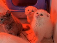 Türkiyenin en güzel scottish fold bebekleri