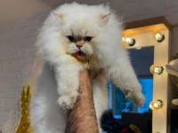 Şampiyon Annenin British Longhair Şecereli ve Çipli