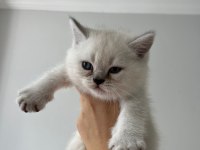 SAF KAN BRİTİSH SHORTHAİR BEBİŞLER