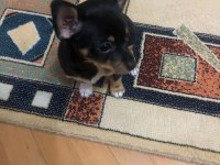 Orijinal yavru chihuahua