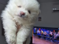 2 adet 8 Haftalık Erkek Pomeranian yavru