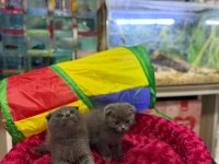 Dişi Erkek Ayıcık Surat Scottish Fold Bebekler