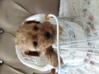 Toy poodle bebekler