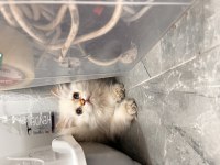 Son Prenses British Longhair Kedimiz