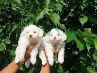 Terrier maltese çok sevimli yavrular