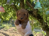 TOY POODLE IRK GARANTİLİ YAVRULARIMIZ