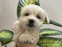 0 numara maltese terrier