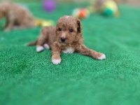 Sevimli Maltipoo Yavrularımız