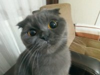 Scottish fold dişi