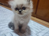 İran persian bebişler