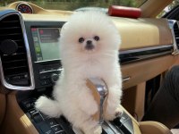 SAFKAN POMERANİAN BOO